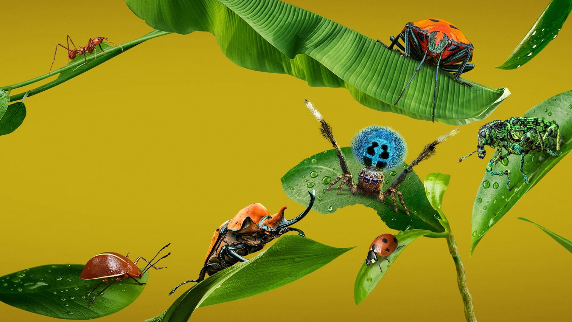 Banner Phim A Real Bug's Life (A Real Bug's Life)