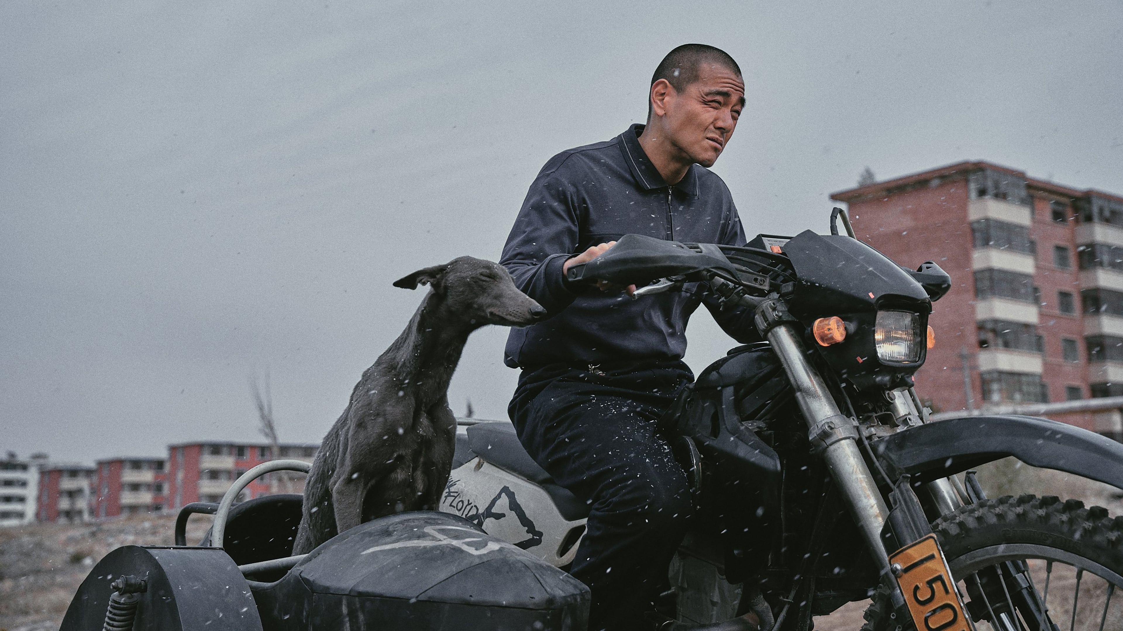 Banner Phim Cẩu Trận (Black Dog)