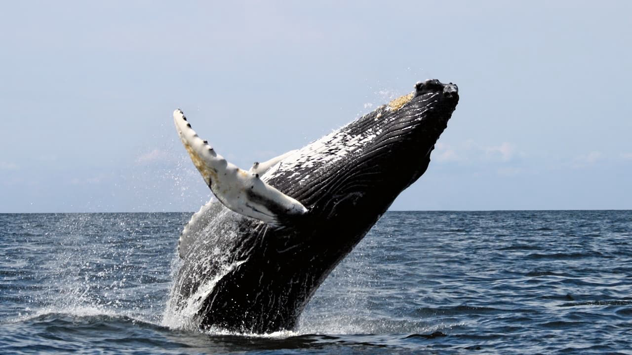 Banner Phim Ocean Giants (Ocean Giants)