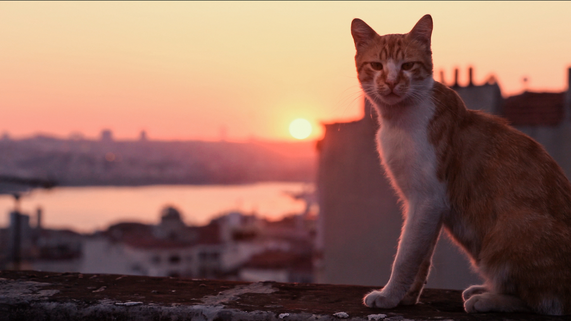 Banner Phim  Thế Giới Loài Mèo (Kedi)