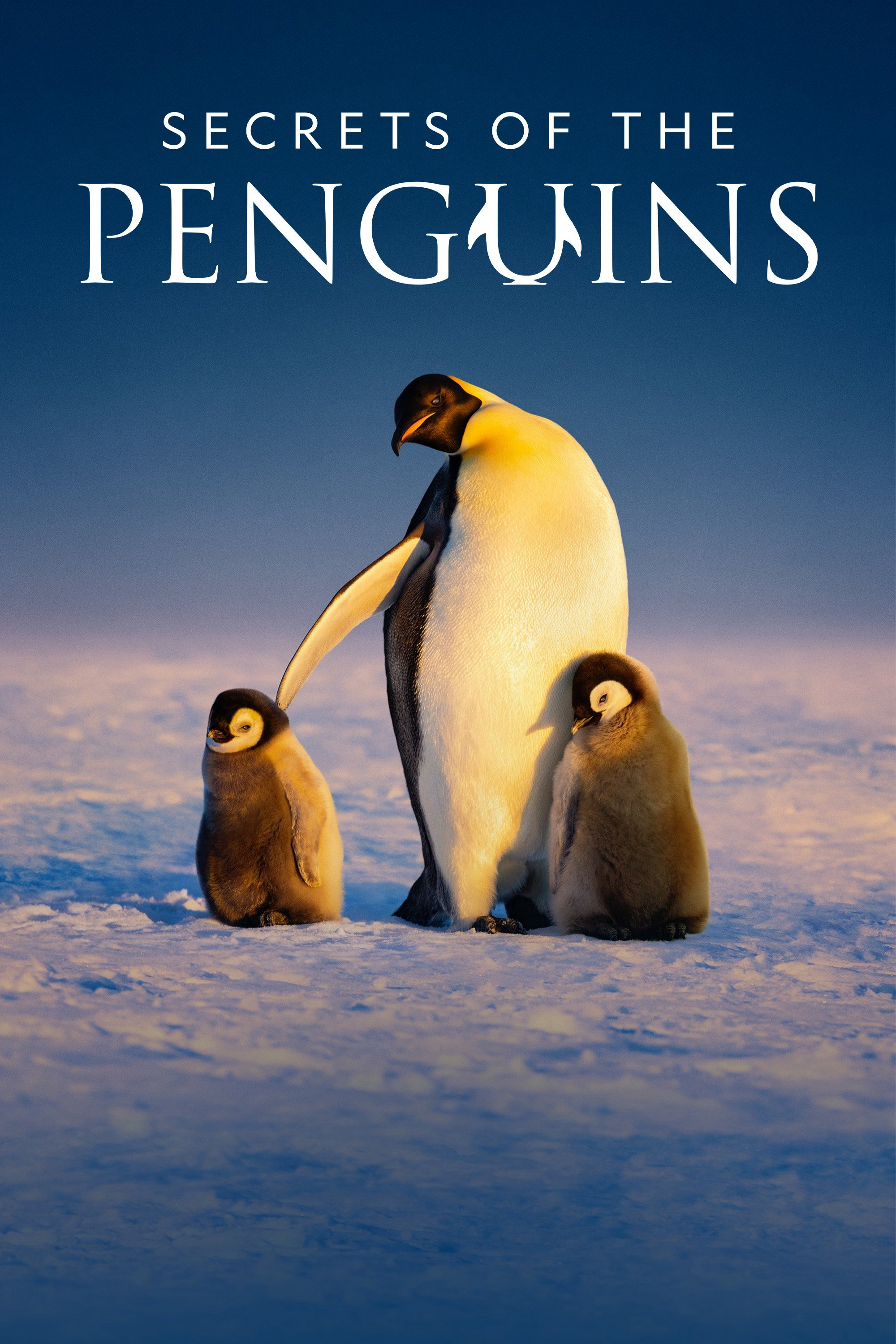 Xem Phim Secrets of the Penguins (Secrets of the Penguins)